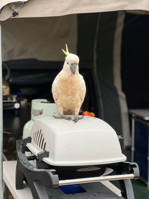 C6F771A6-7B31-48FA-B0A1-A11ABEAD9CF9